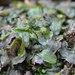 Pallavicinia lyellii - Photo (c) Jeremy Collison,  זכויות יוצרים חלקיות (CC BY-NC), uploaded by Jeremy Collison