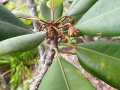 Mimusops sechellarum