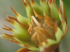 Mimusops sechellarum