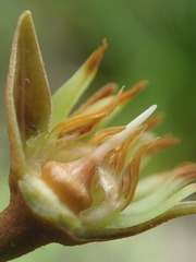 Mimusops sechellarum