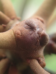 Mimusops sechellarum