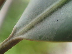 Mimusops sechellarum