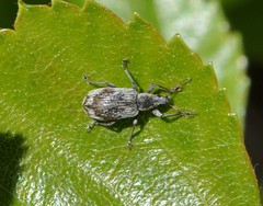 Polydrusus tereticollis