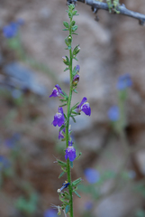 Sairocarpus