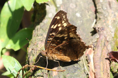Junonia erigone