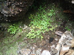 Selaginella sechellarum