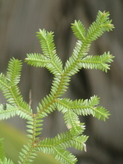 Selaginella sechellarum