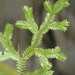 Selaginella sechellarum - Photo (c) Bruno Senterre,  זכויות יוצרים חלקיות (CC BY-NC), הועלה על ידי Bruno Senterre