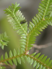Selaginella sechellarum