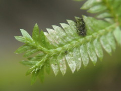 Selaginella sechellarum