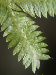Selaginella sechellarum