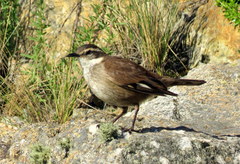 Cinclodes olrogi