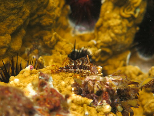 Barfin blenny (Malacoctenus versicolor) — Labrisomidae