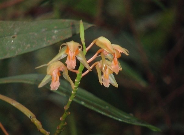 Coelogyne compressicaulis