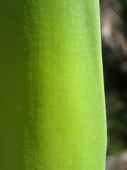 Furcraea foetida