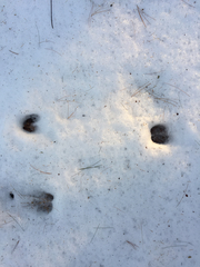 Odocoileus virginianus borealis