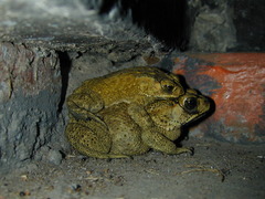 Duttaphrynus melanostictus