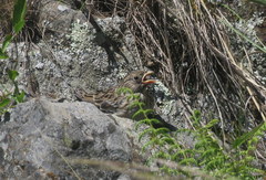 Rhopospina alaudina