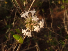 Abelia chinensis