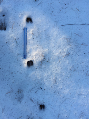 Odocoileus virginianus borealis