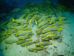 Plectorhinchus polytaenia