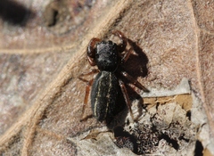 Metacyrba taeniola similis