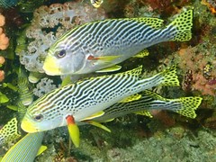 Plectorhinchus lineatus