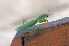Rhombodera