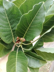 Phytolacca dioica
