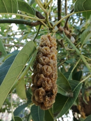 Phytolacca dioica