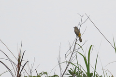Pycnonotus flavescens