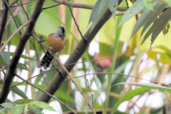 Black-Crowned Barwing photo 1