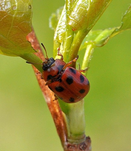 Taškuotasis Dygblauzdis nuotrauka
