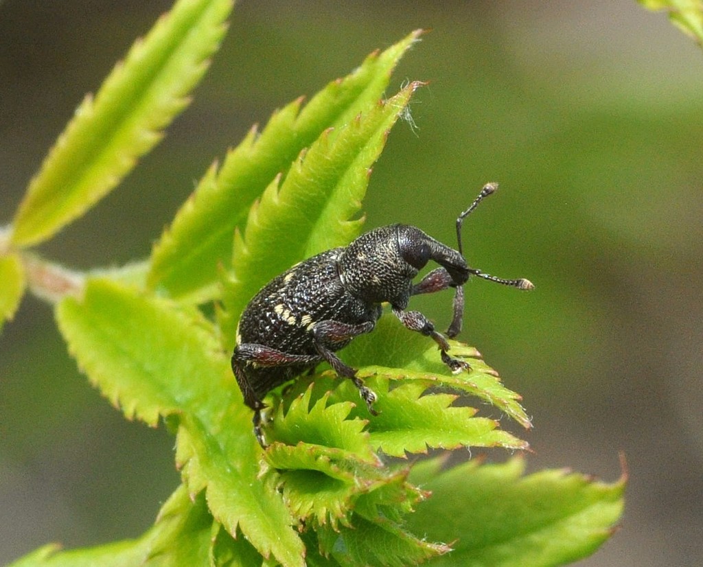 Lesser Pine Weevil