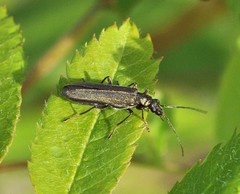 Oedemera virescens
