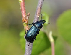Platycerus