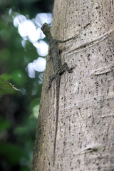 Draco indochinensis