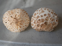 Chlorophyllum