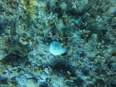 Dichocoenia stokesii