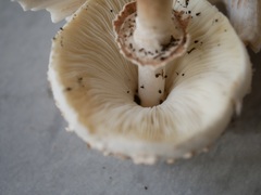 Chlorophyllum