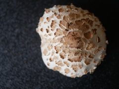Chlorophyllum