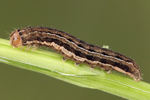 Six-striped Rustic