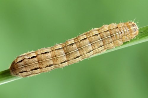 Six-striped Rustic