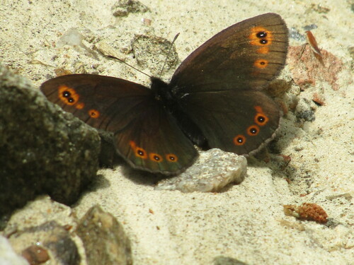 Woodland Ringlet, Rodopi Municipality, Bulgaria, photo 4 of 10