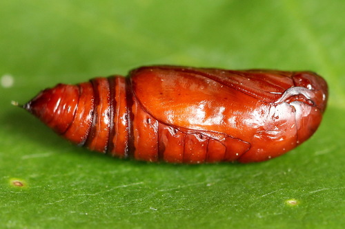 Six-striped Rustic