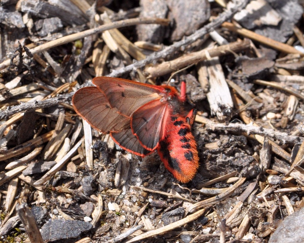Ruby Tiger Moth from Лососинное 10, Прионежский р-н, Респ. Карелия ...