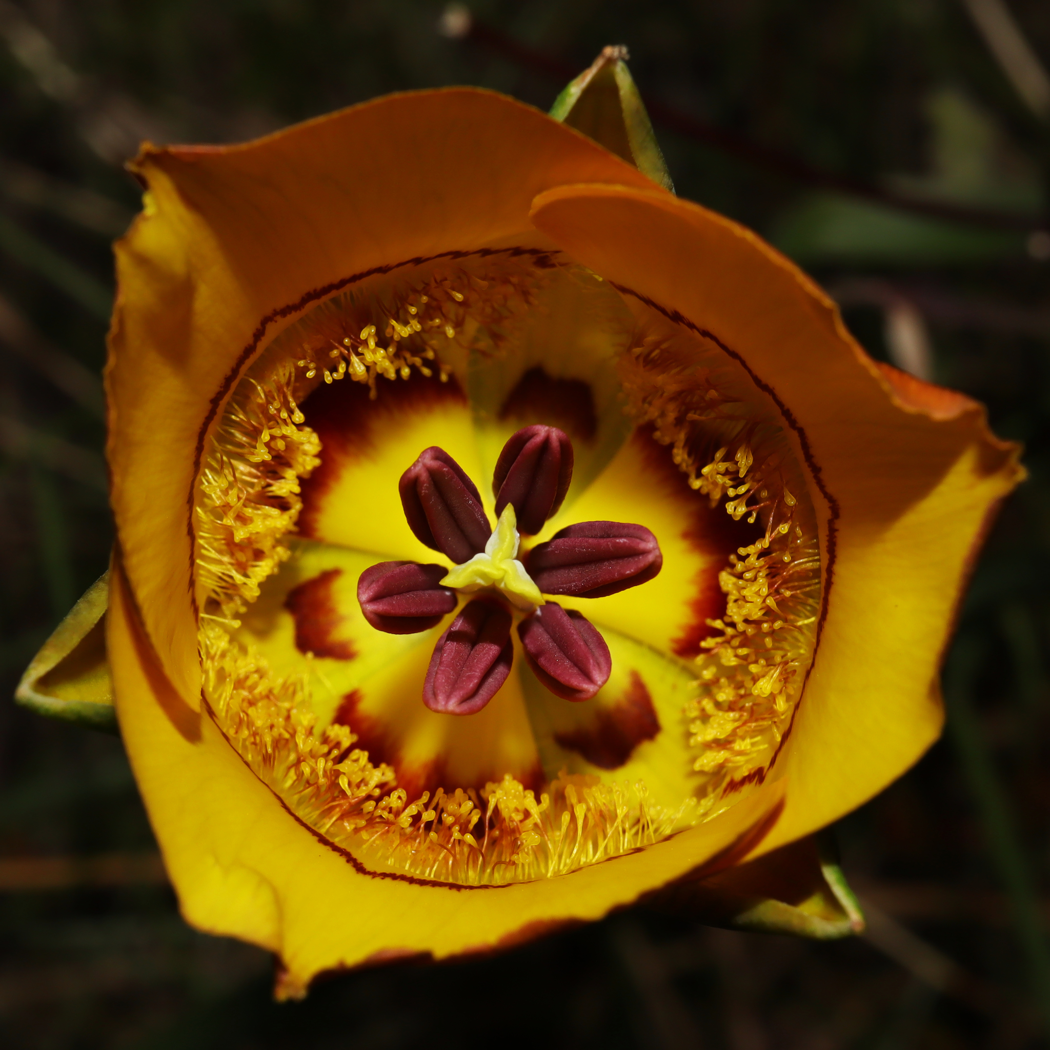 Calochortus clavatus var. clavatus