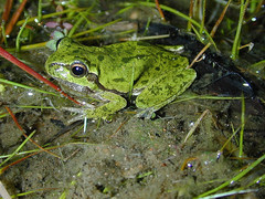 Hyla sarda