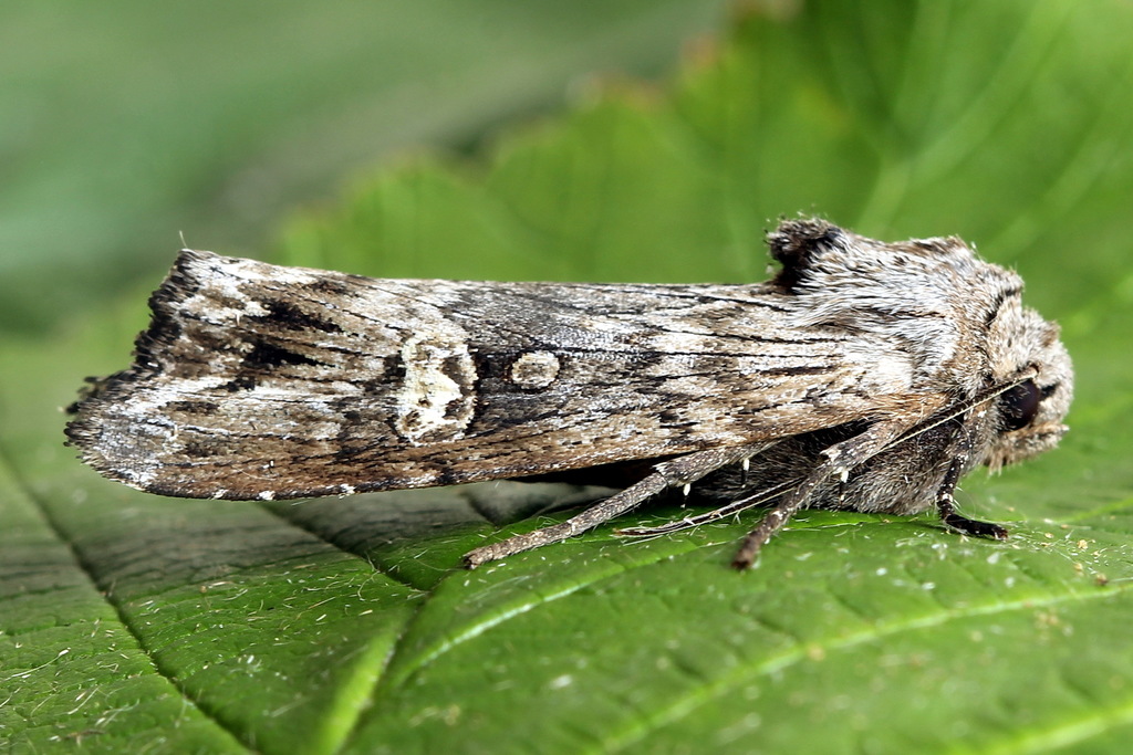 Goldenrod Brindle