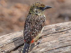 Trachyphonus darnaudii